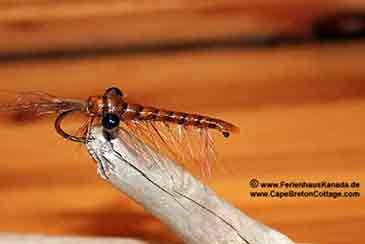 Shrimp Ferienhaus Kanada Fliegenfischen Cape Breton