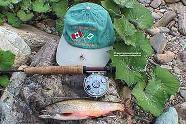 Forelle mit Hut Middle River Cape Breton Island