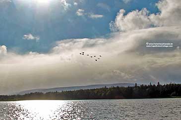fliegende Enten vor Ferienhaus Kanada