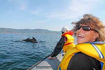 whale watching cape breton