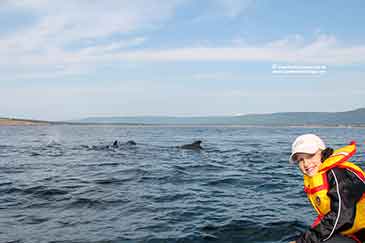 whale watching cape breton